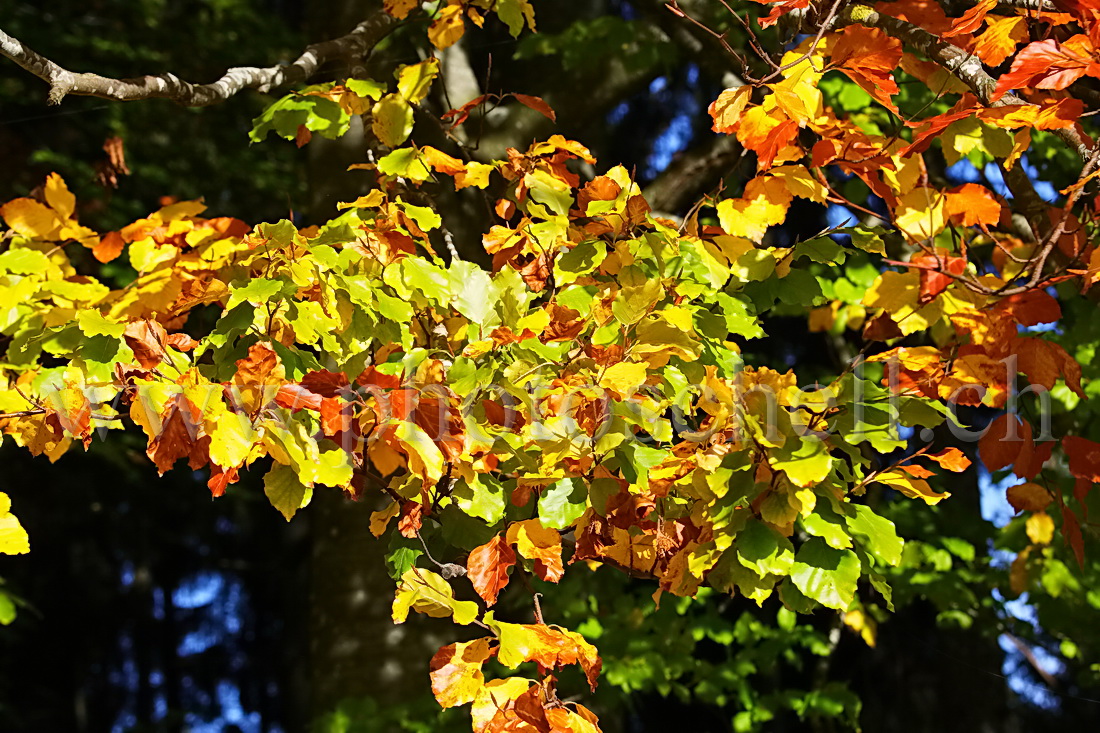 Couleurs des feuilles d'automne