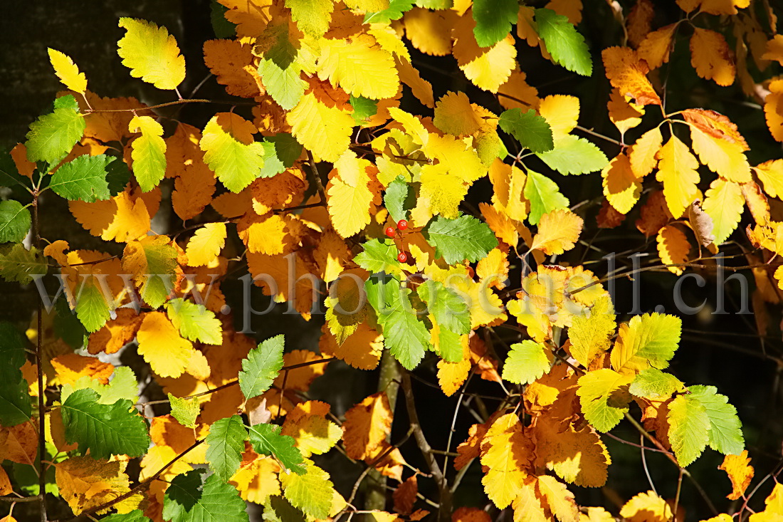 Couleurs des feuilles d'automne