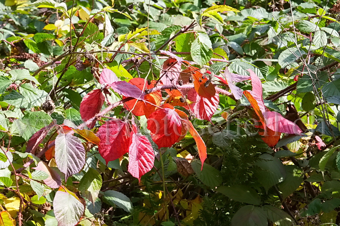 Mélange de couleurs pour les ronces