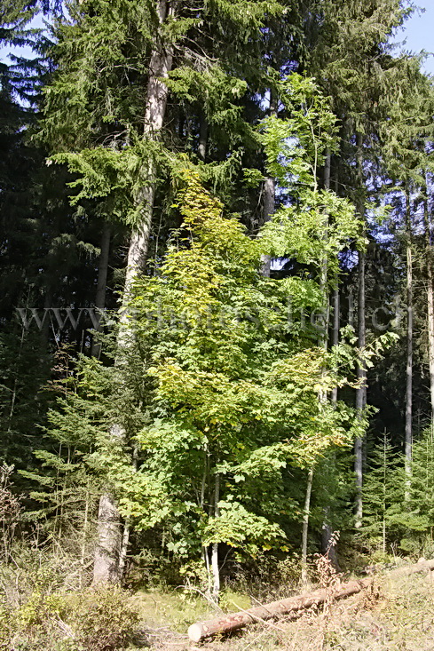 Petit arbre deviendra grand...