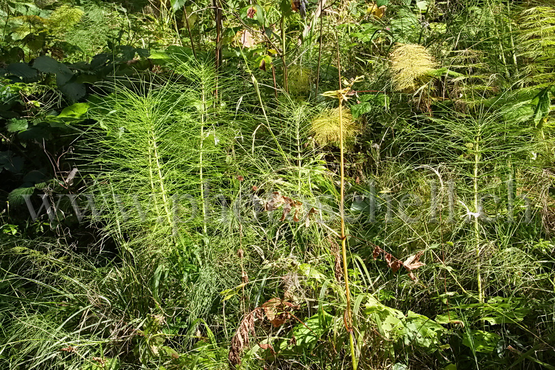 La forêt d\'en bas vue de près