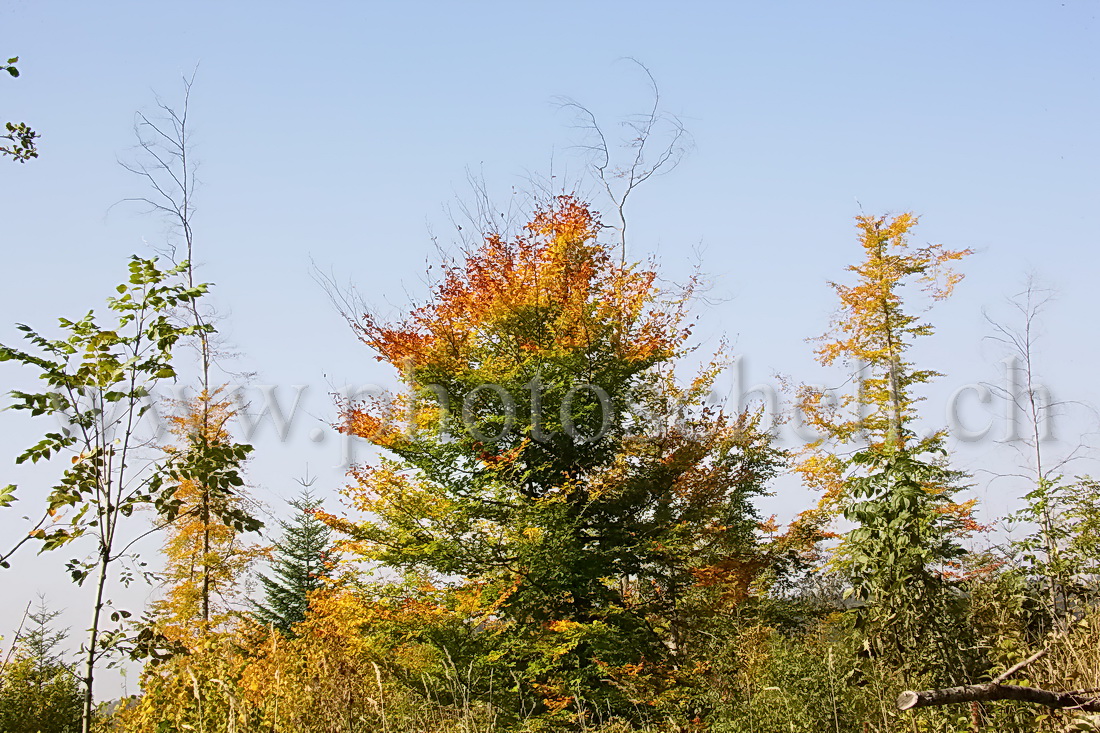 Couleurs d'automne