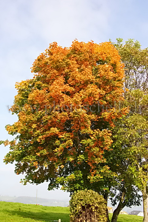 A chaque arbre sa couleur