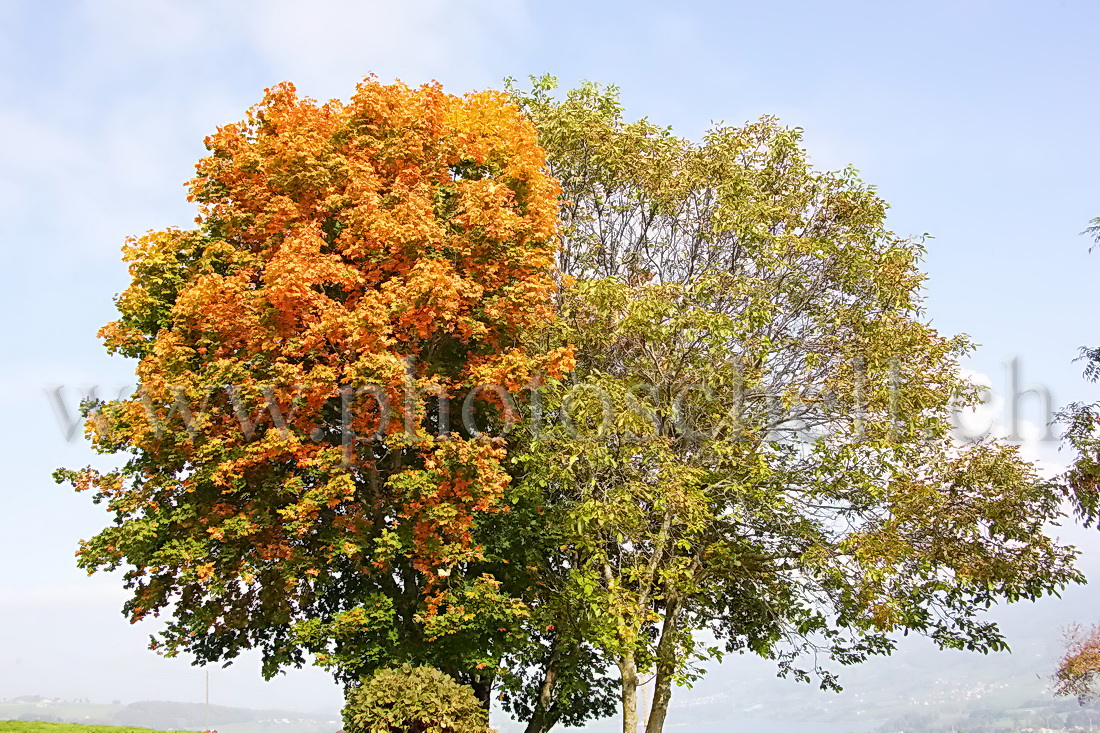 A chaque arbre sa couleur