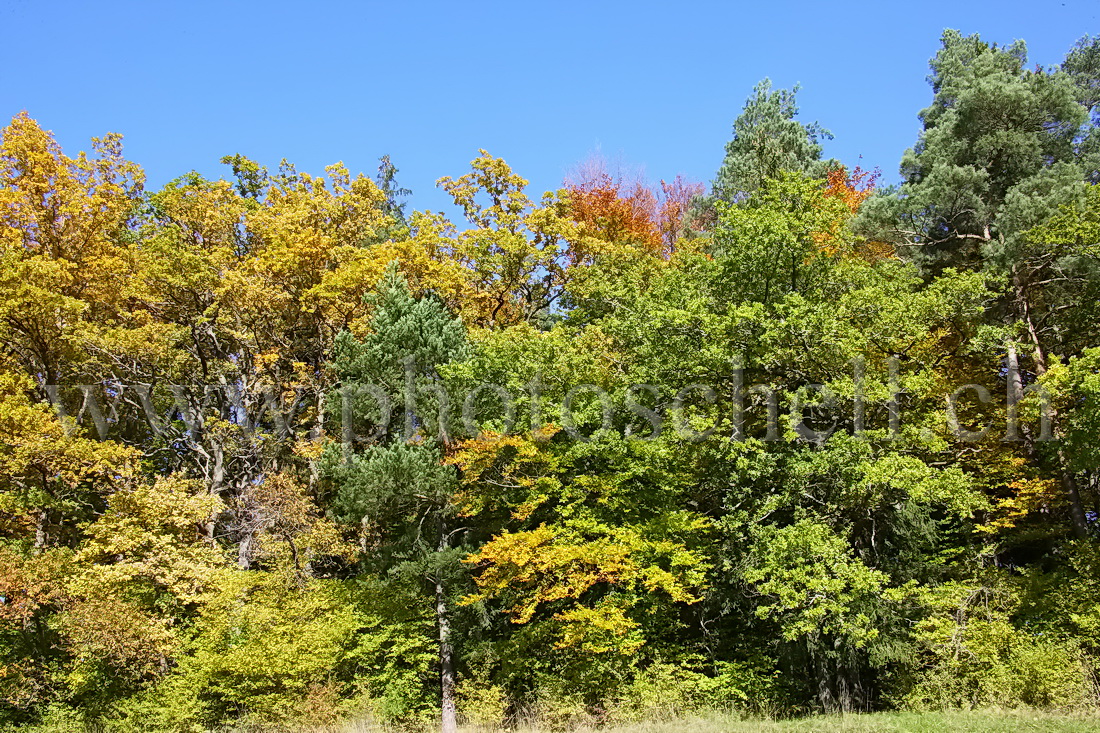 Couleurs d'automne