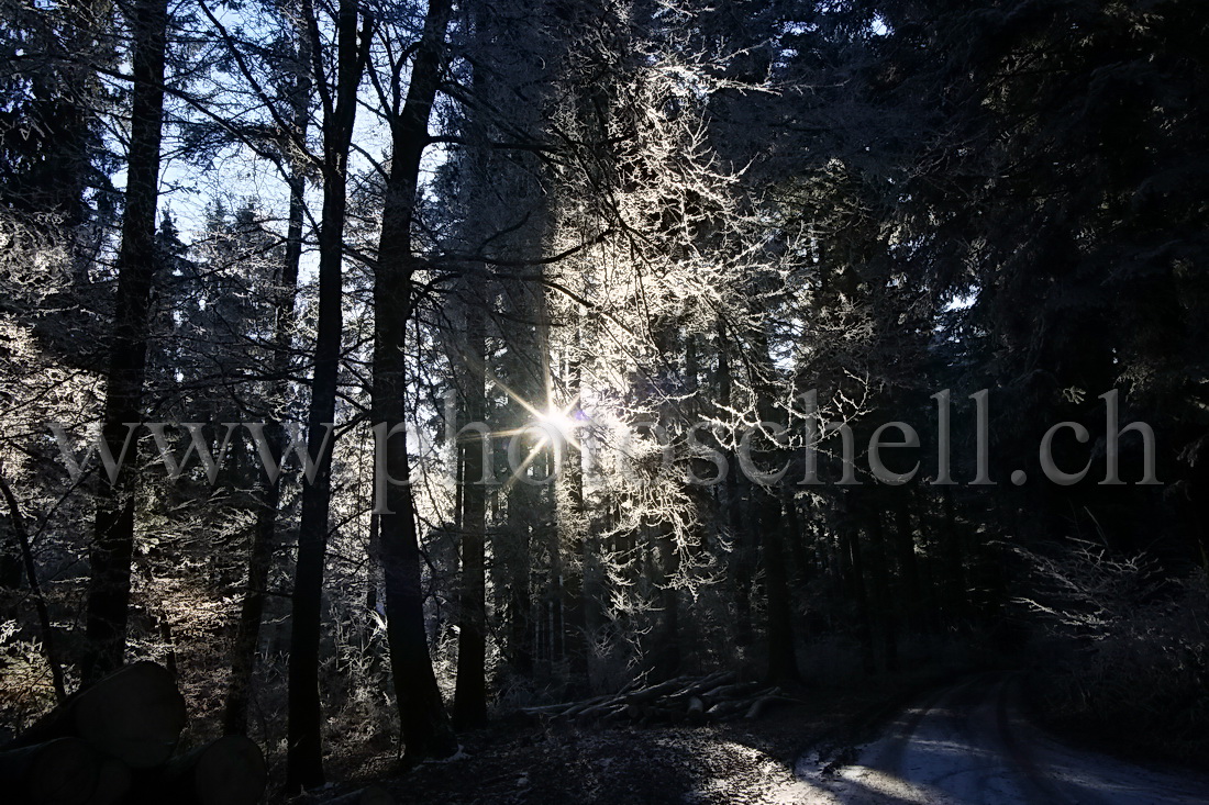 Le soleil filtre à travers les arbres enneigés