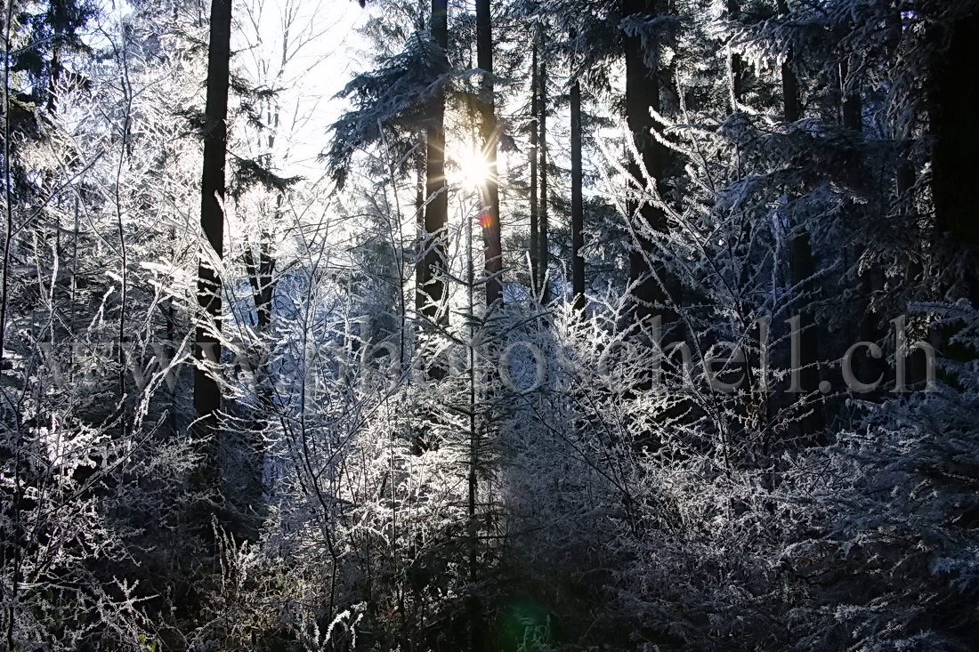 Le soleil filtre à travers les arbres enneigés