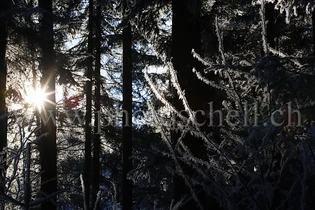 Le soleil filtre à travers les arbres enneigés
