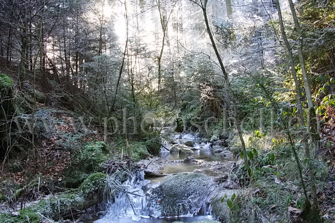 Le soleil filtre à travers les arbres sur le ruisseau