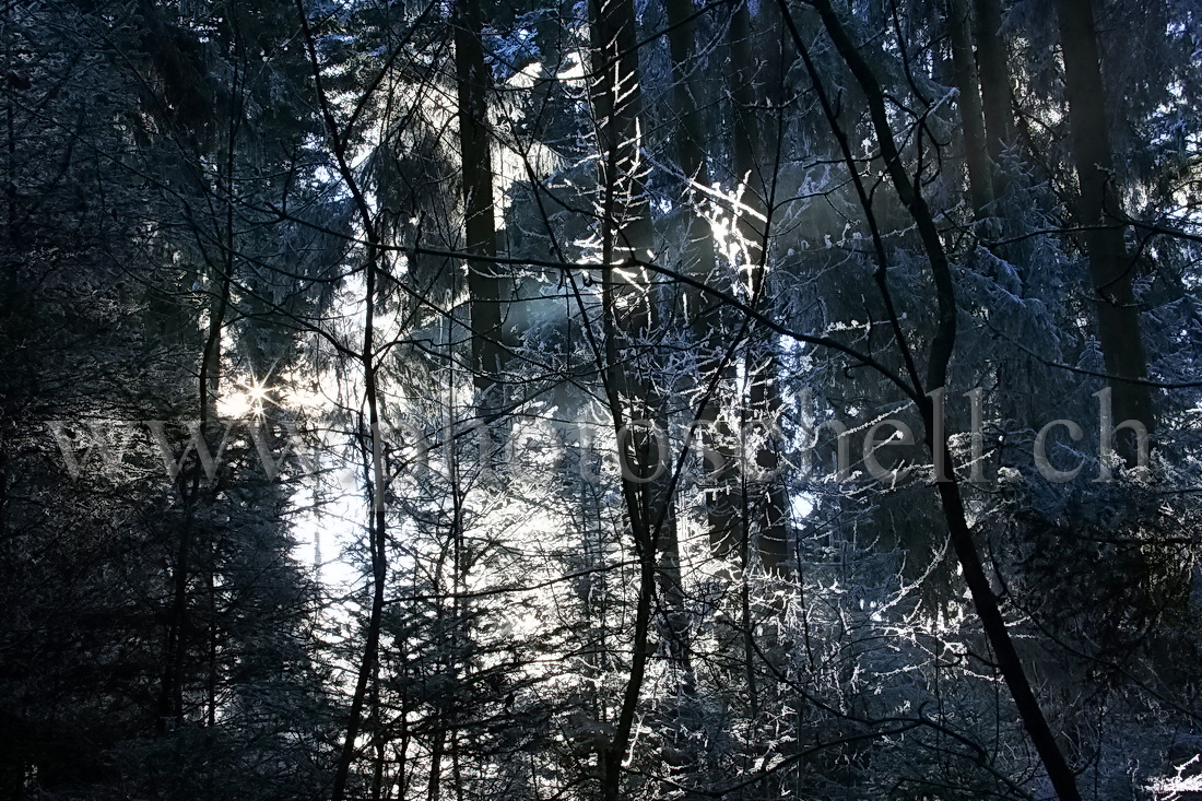 Le soleil filtre à travers les arbres enneigés