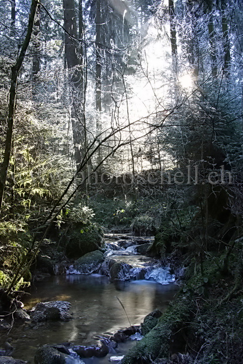 Le soleil filtre à travers les arbres sur le ruisseau