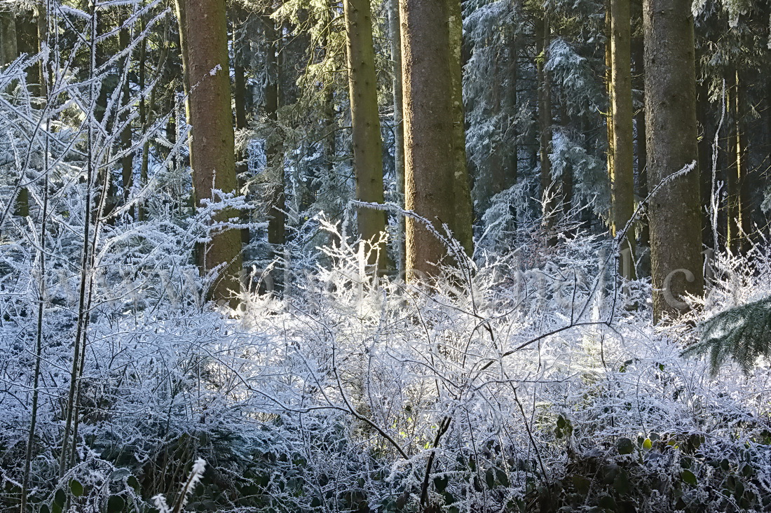 Le soleil filtre à travers les arbres enneigés