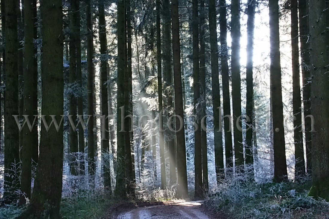 Rayon de soleil à travers les arbres