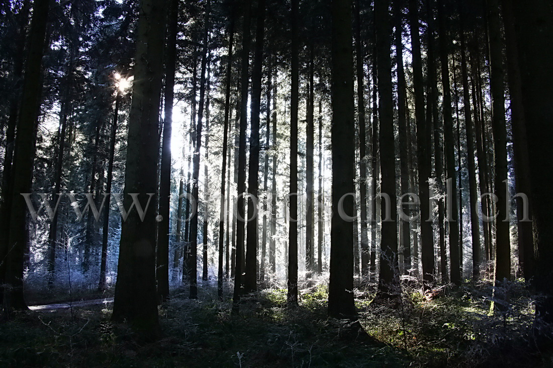 Rayon de soleil à travers les arbres