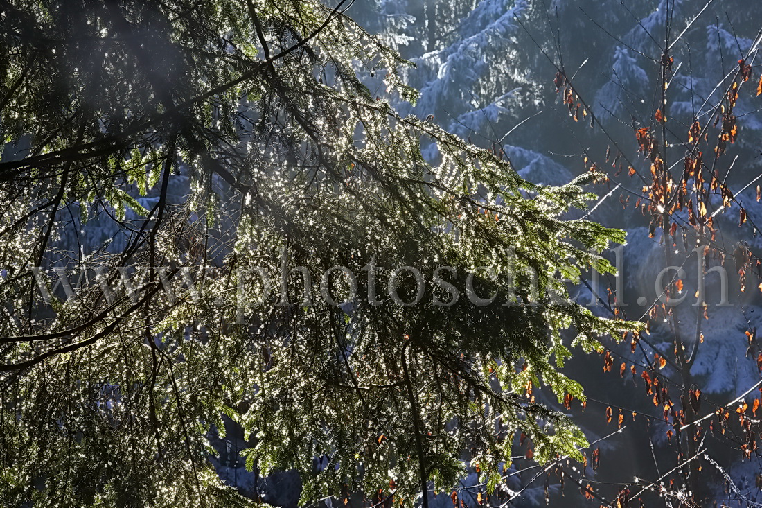 Reflets du soleil sur une branche de sapin mouillée