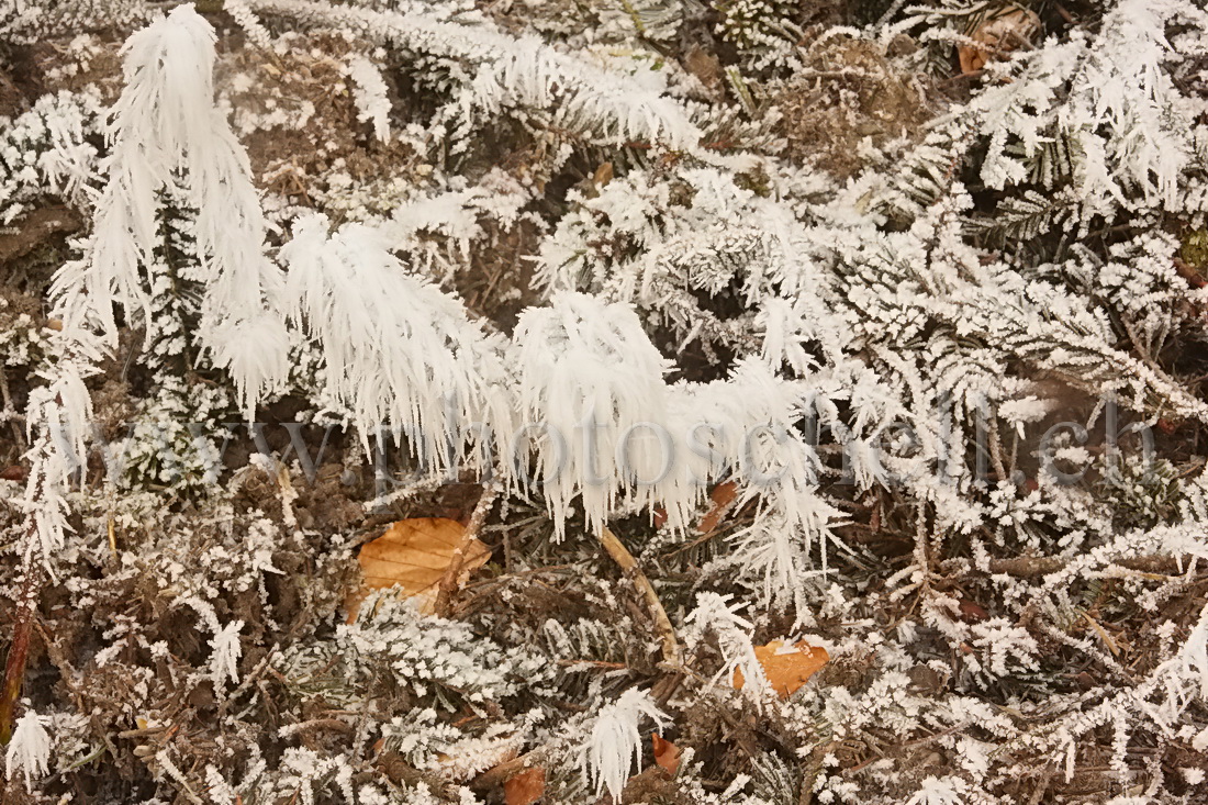 Traces de givre dans le sous-bois