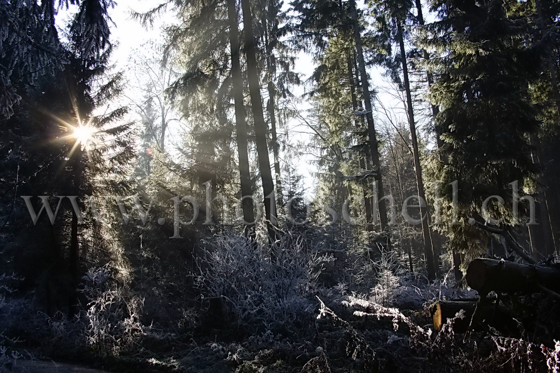 Rayons de soleil filtré par les arbres