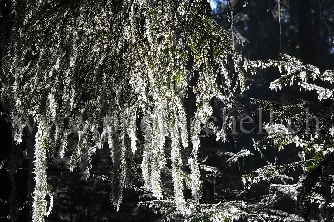 Branche de sapin mouillée et enneigée en contrejour