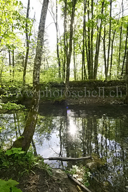 Le soleil filtre à travers les arbres et se reflète dans l\'eau