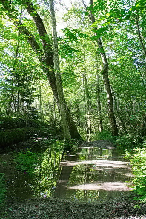 Chemin inondé en forêt