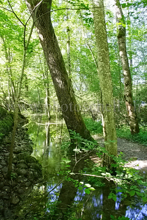 Chemin inondé en forêt