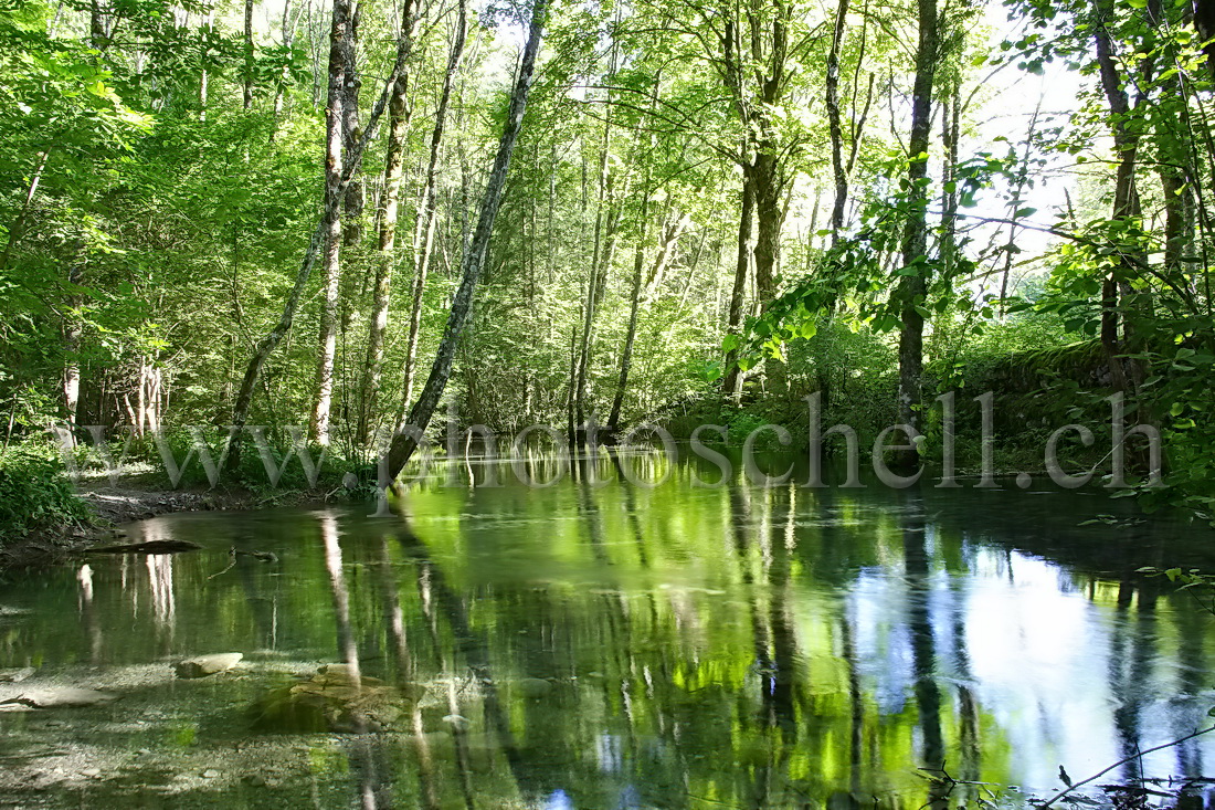 L\'eau plus verte que les arbres grâce aux reflets