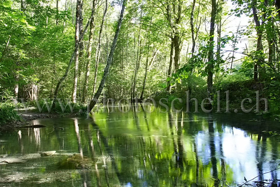 L'eau plus verte que les arbres grâce aux reflets