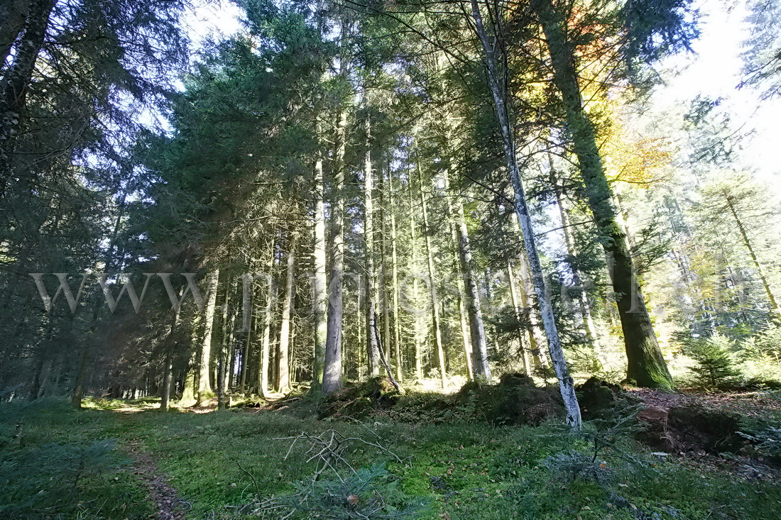 Ombre en forêt