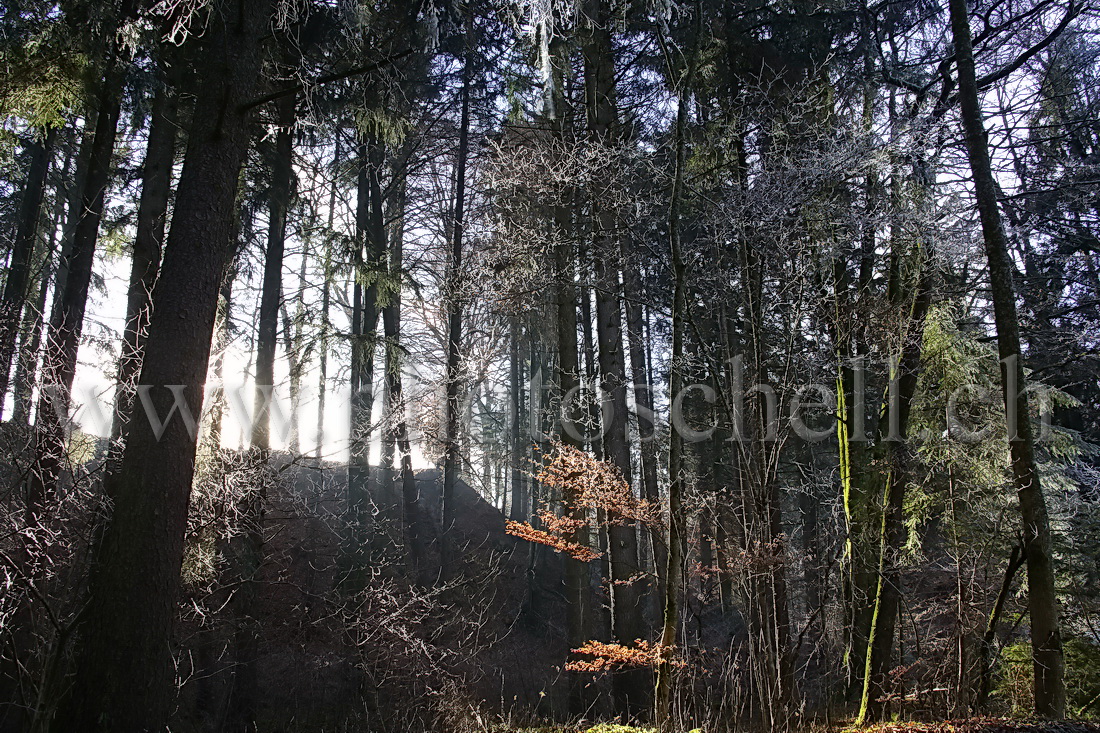 La lumière filtre entre les arbres