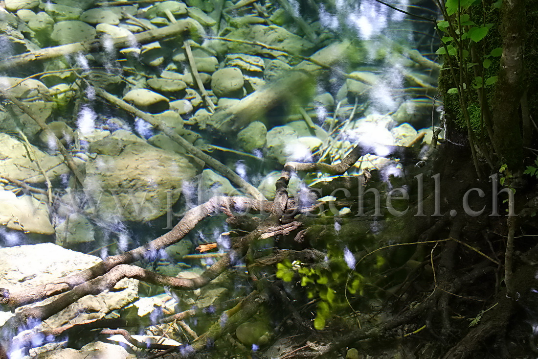 Racines dans l'eau