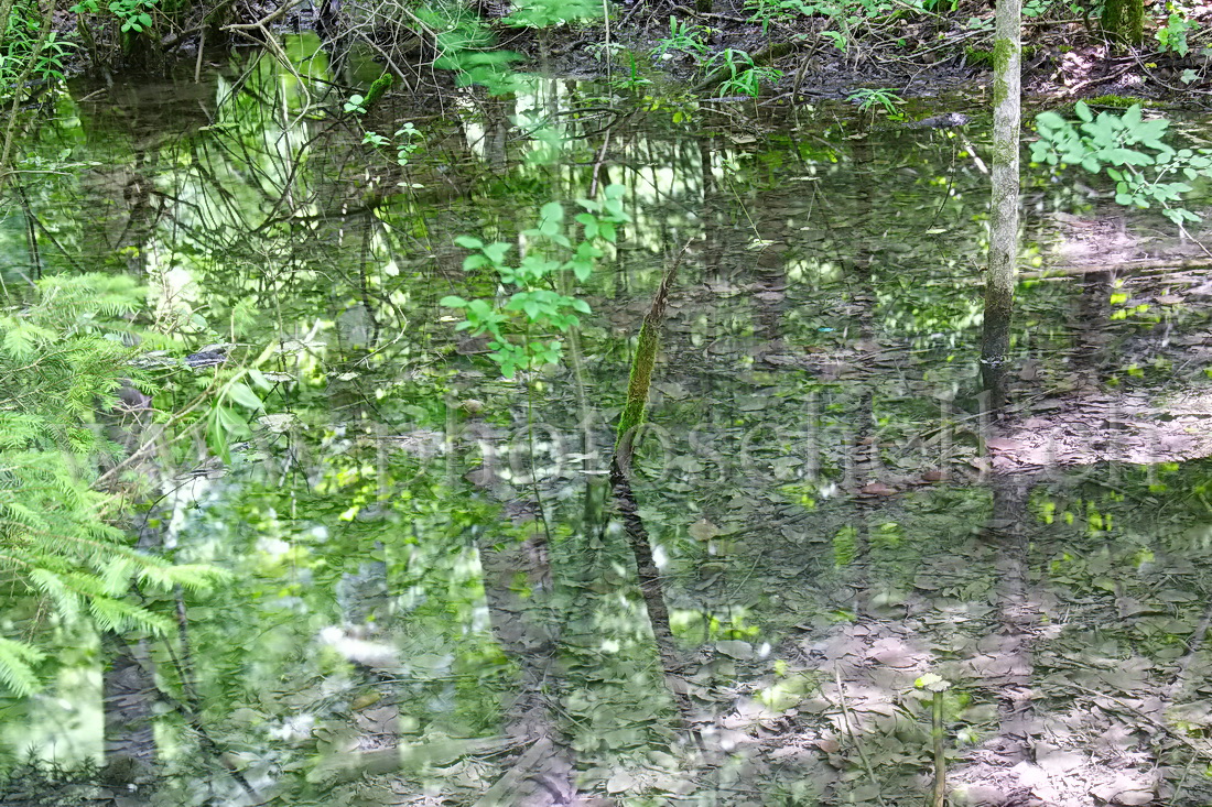 Baton dépassant de l'eau