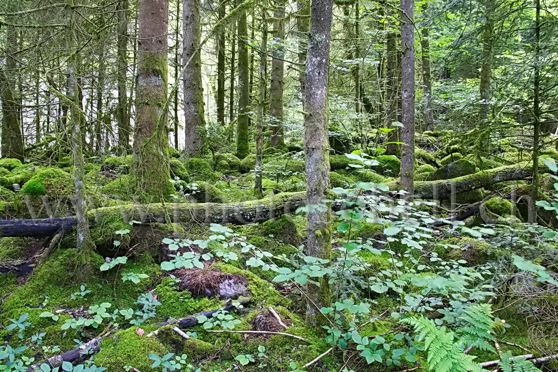 Forêt recouverte de mousse