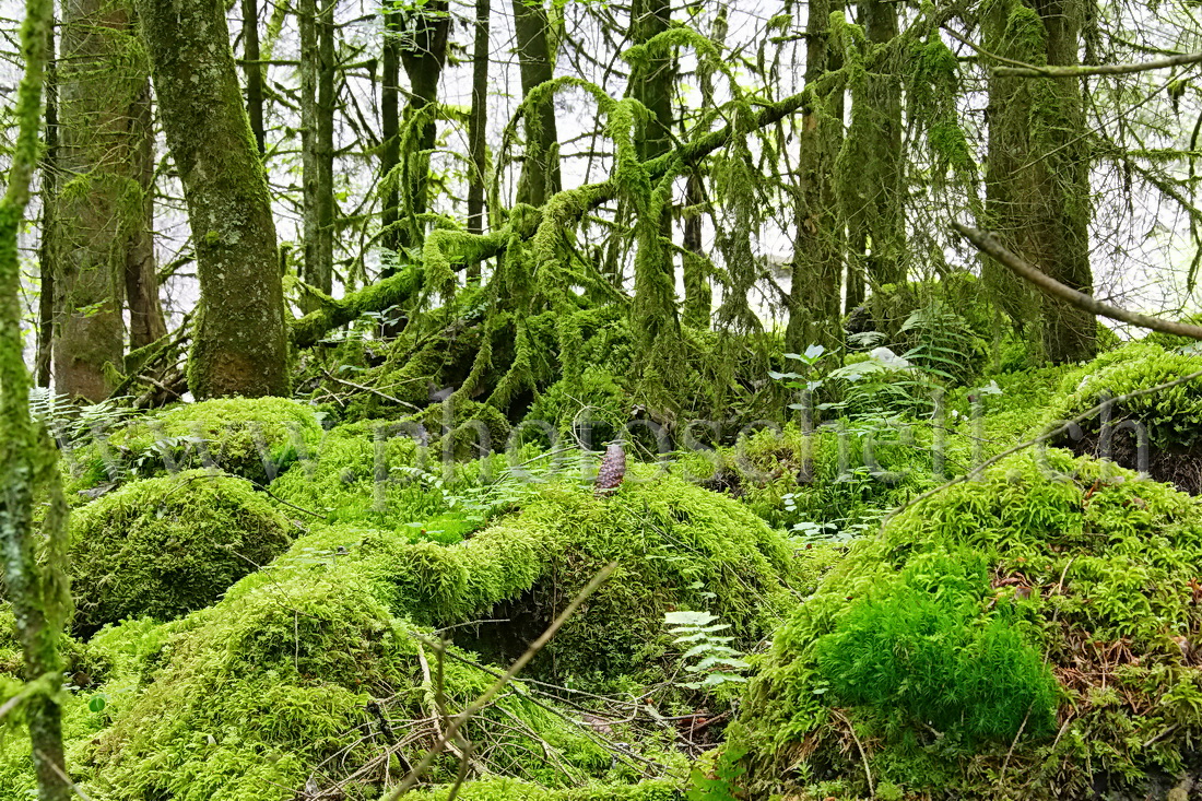 Forêt recouverte de mousse