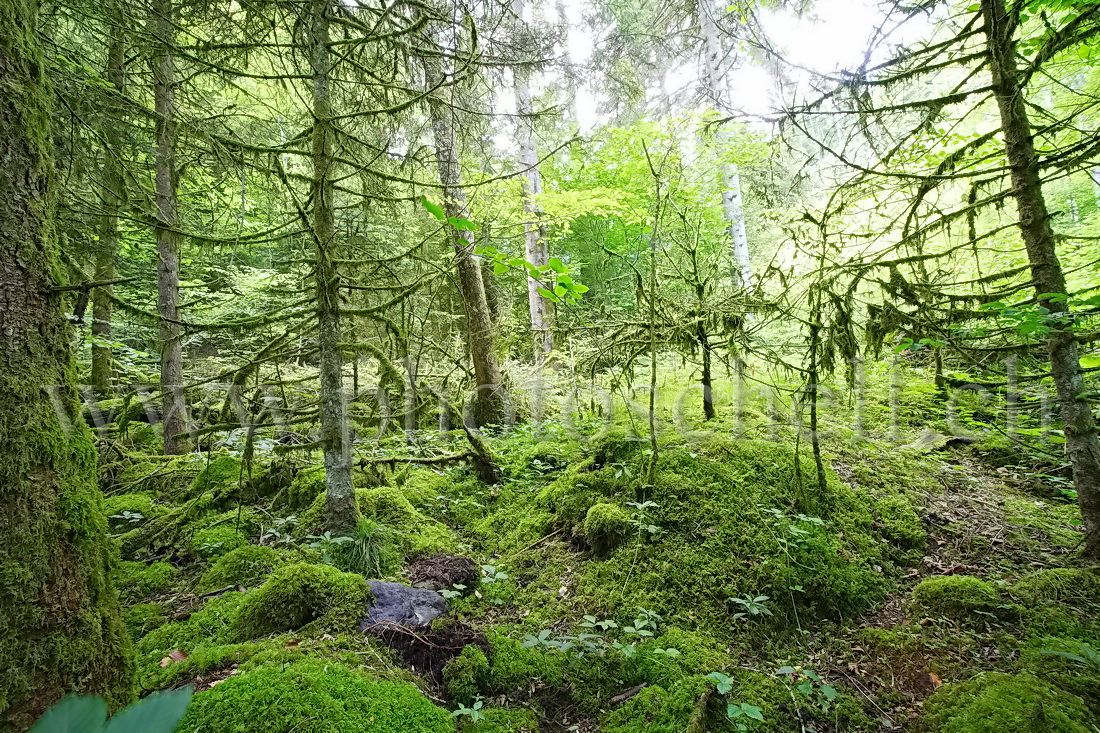 Forêt recouverte de mousse