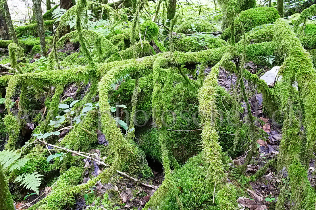 Forêt recouverte de mousse