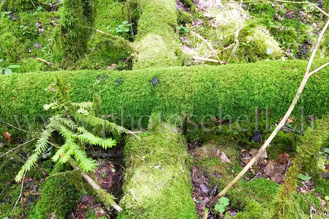 Forêt recouverte de mousse