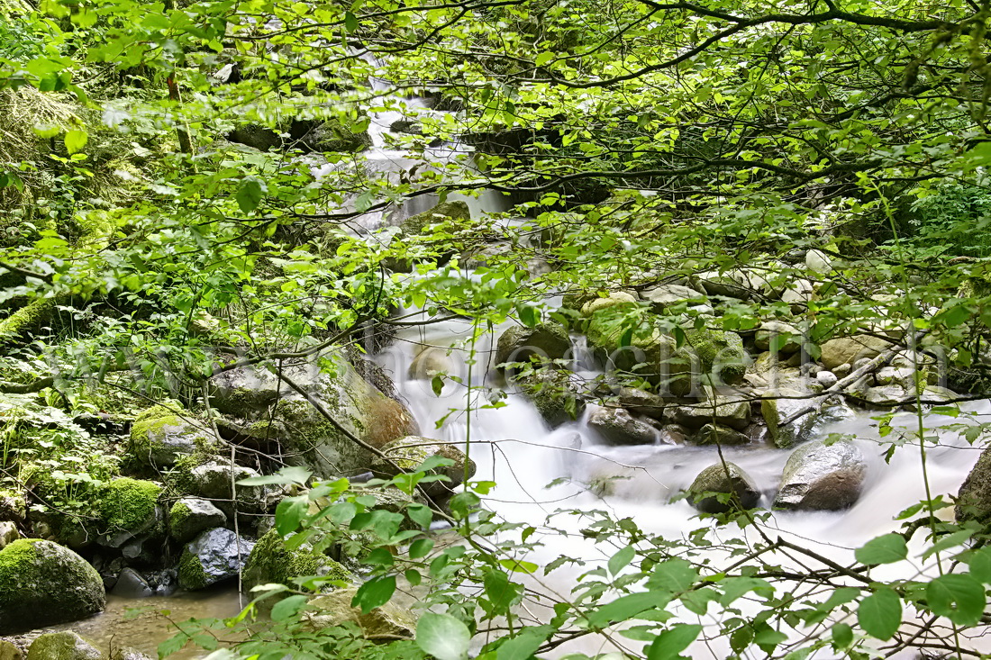 Cascade dans les branches