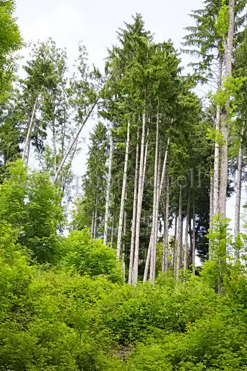 Pins dominateurs de la forêt