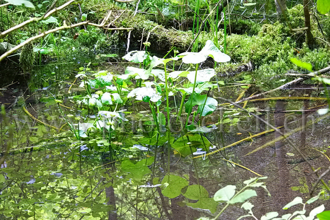 Reflets de plantes