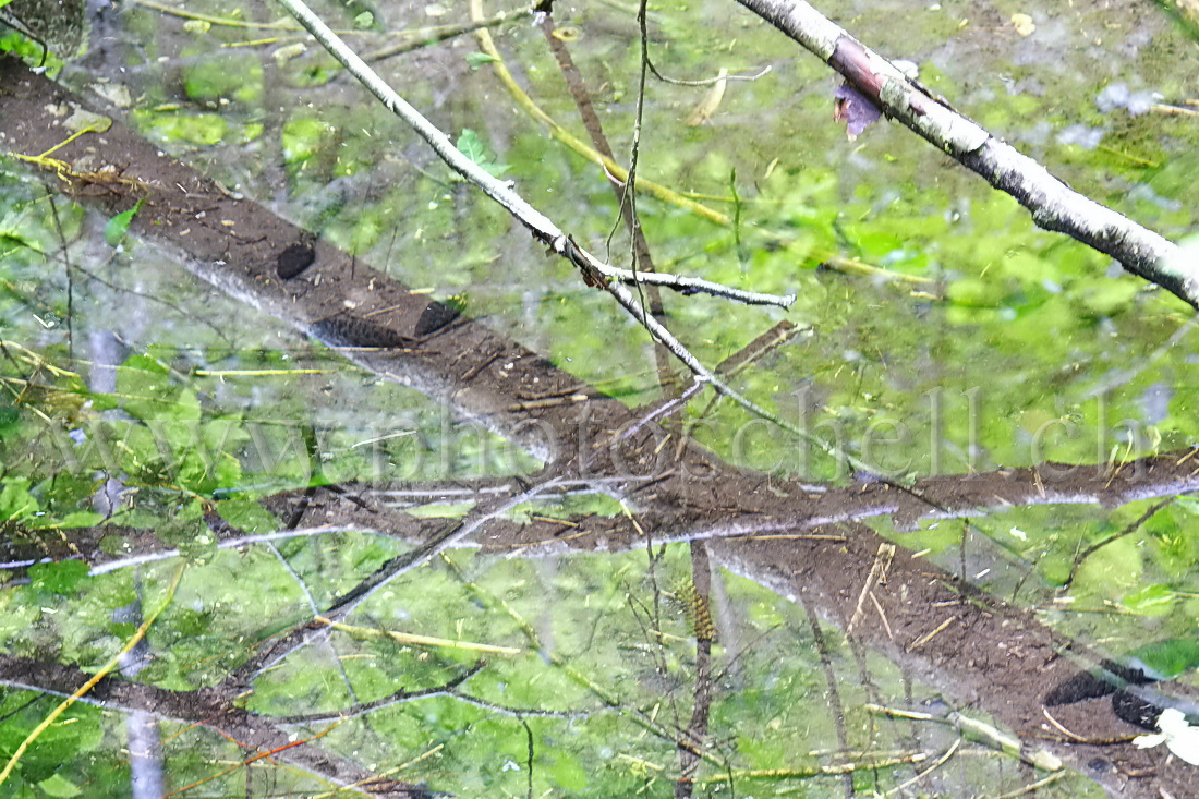 Reflets de branches