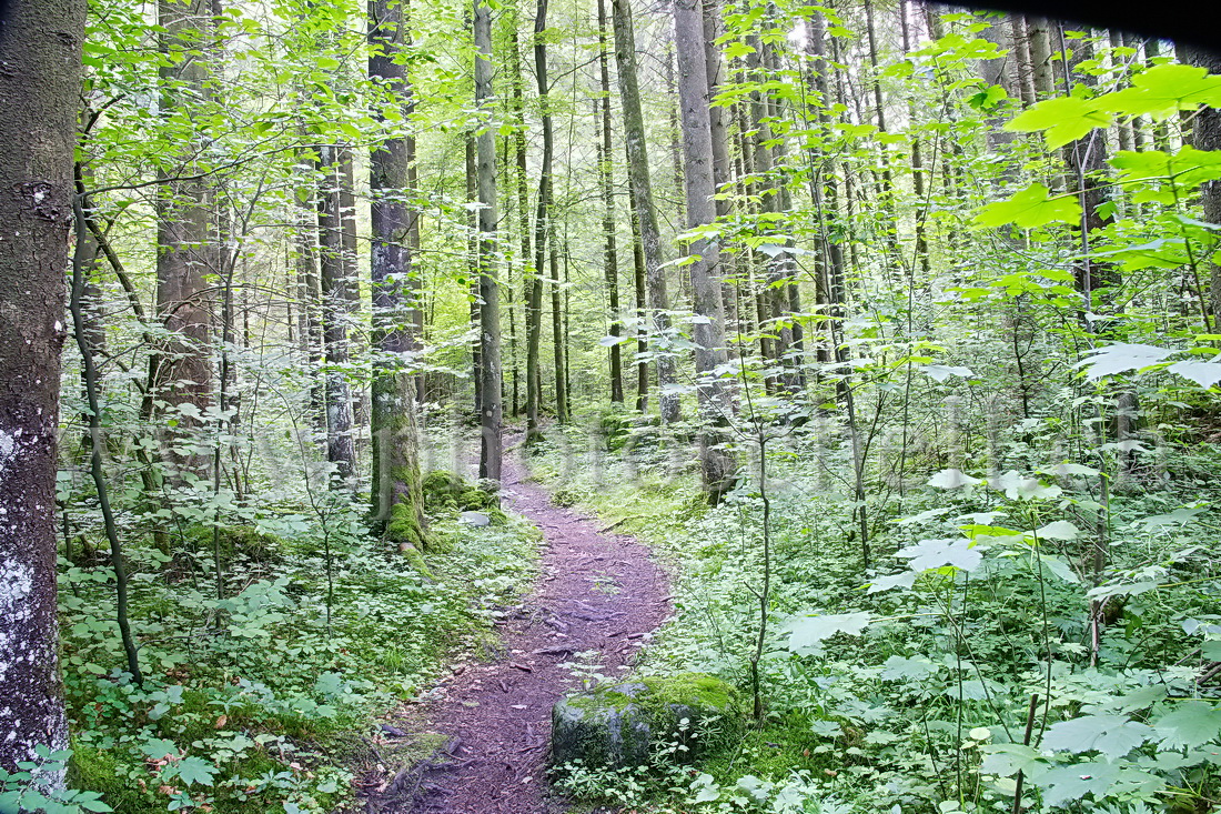 Sentier forestier