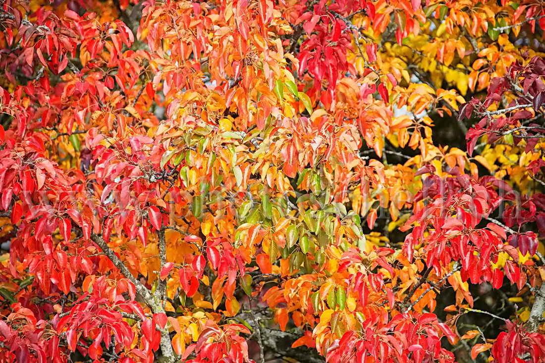 Couleurs d\'automne