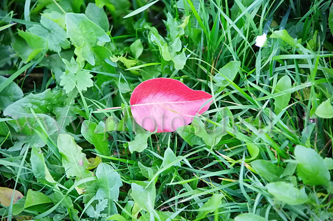 Feuille rouge dans l'herbe verte