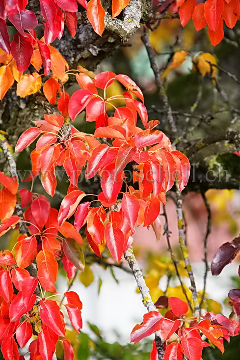 Feuilles de pommier en automne