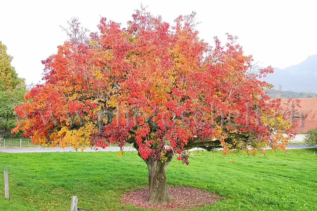 Pommier en automne