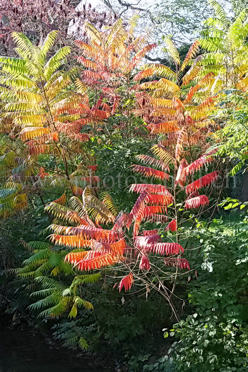 Couleurs d'automne