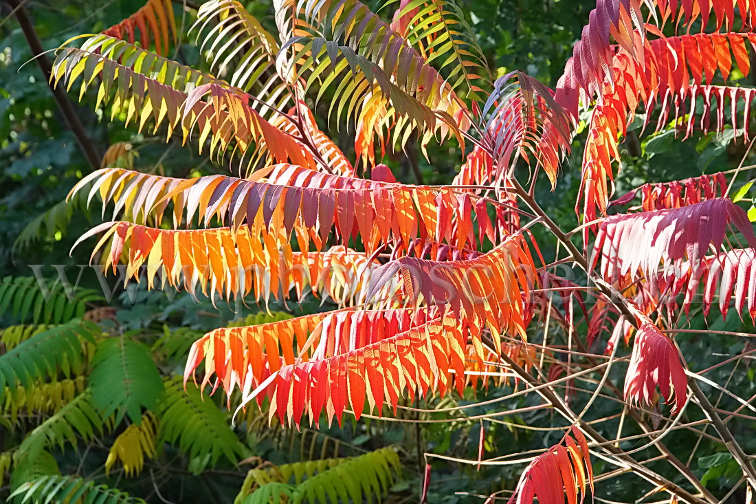 Couleurs d'automne