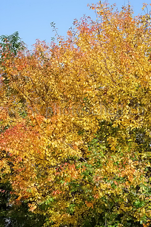 Couleurs d\'automne