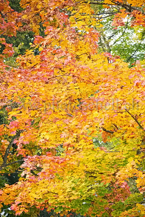 Couleurs d\'automne