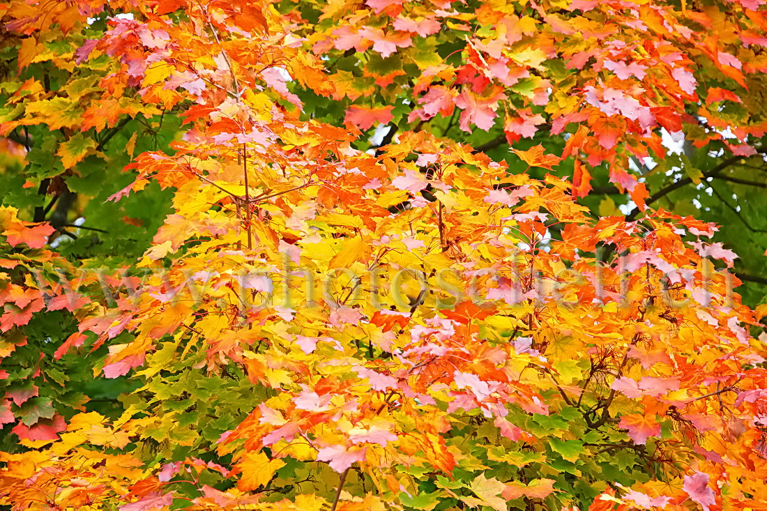 Couleurs d\'automne